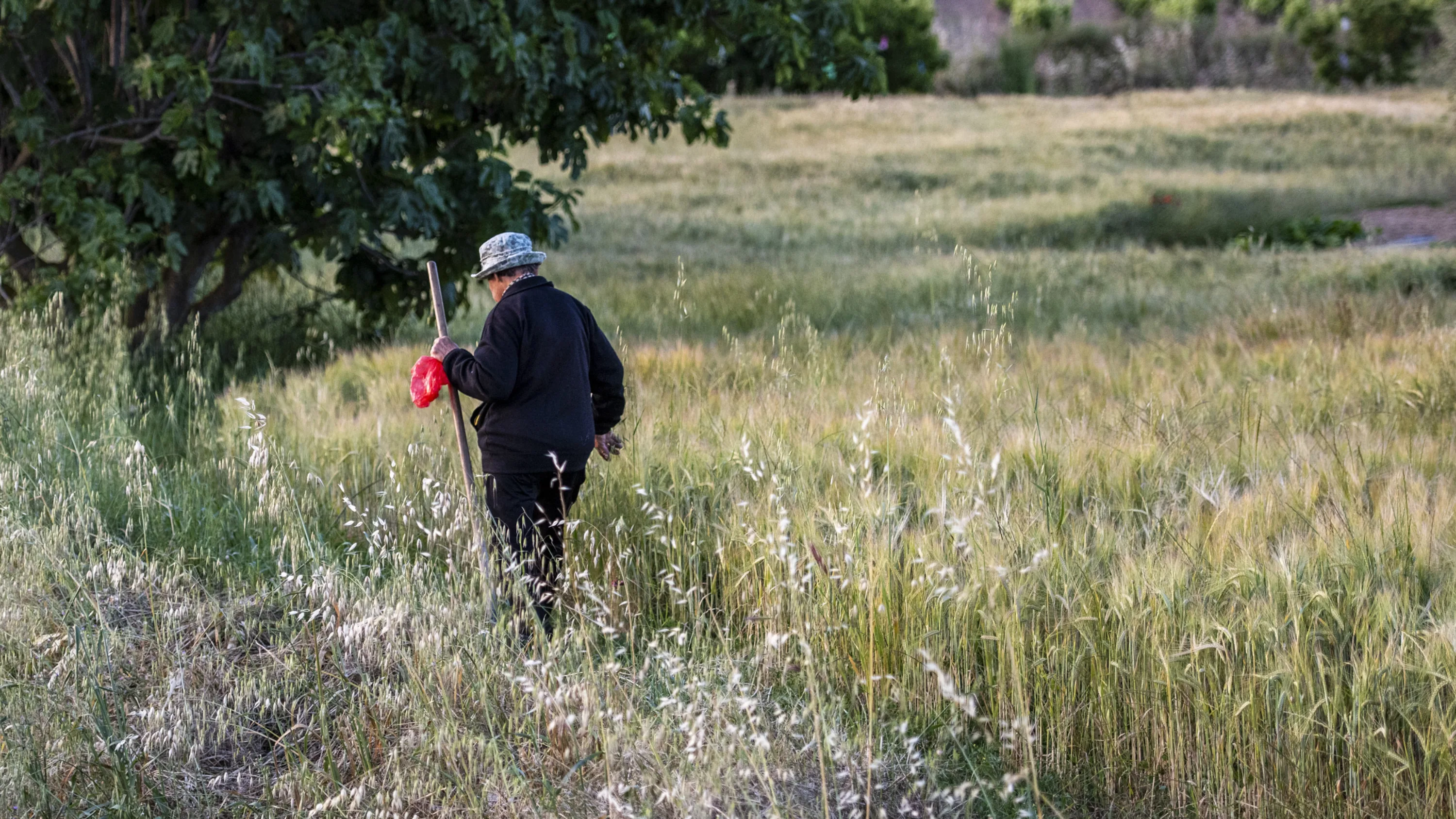Viticultor caminando entre hierba alta junto al viñedo
