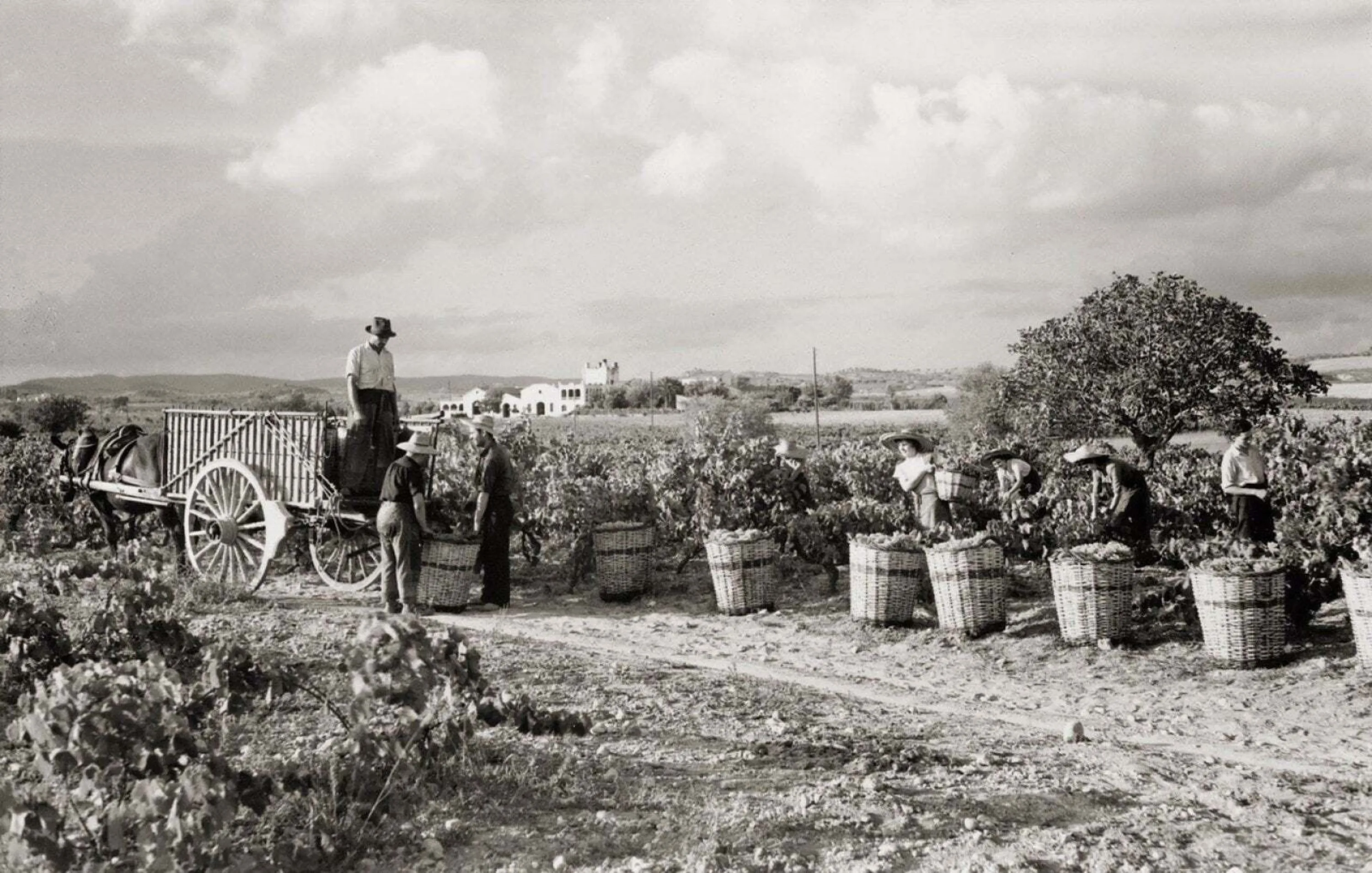 Fotografia antiga de la verema al Penedès