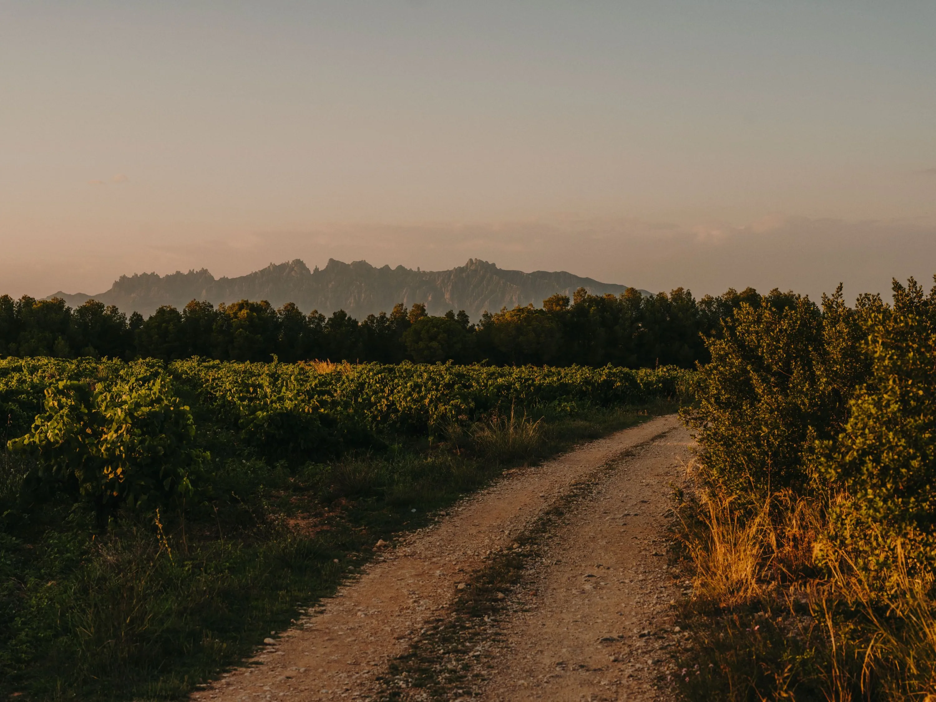 Camí entre vinyes de Gramona amb Montserrat al fons