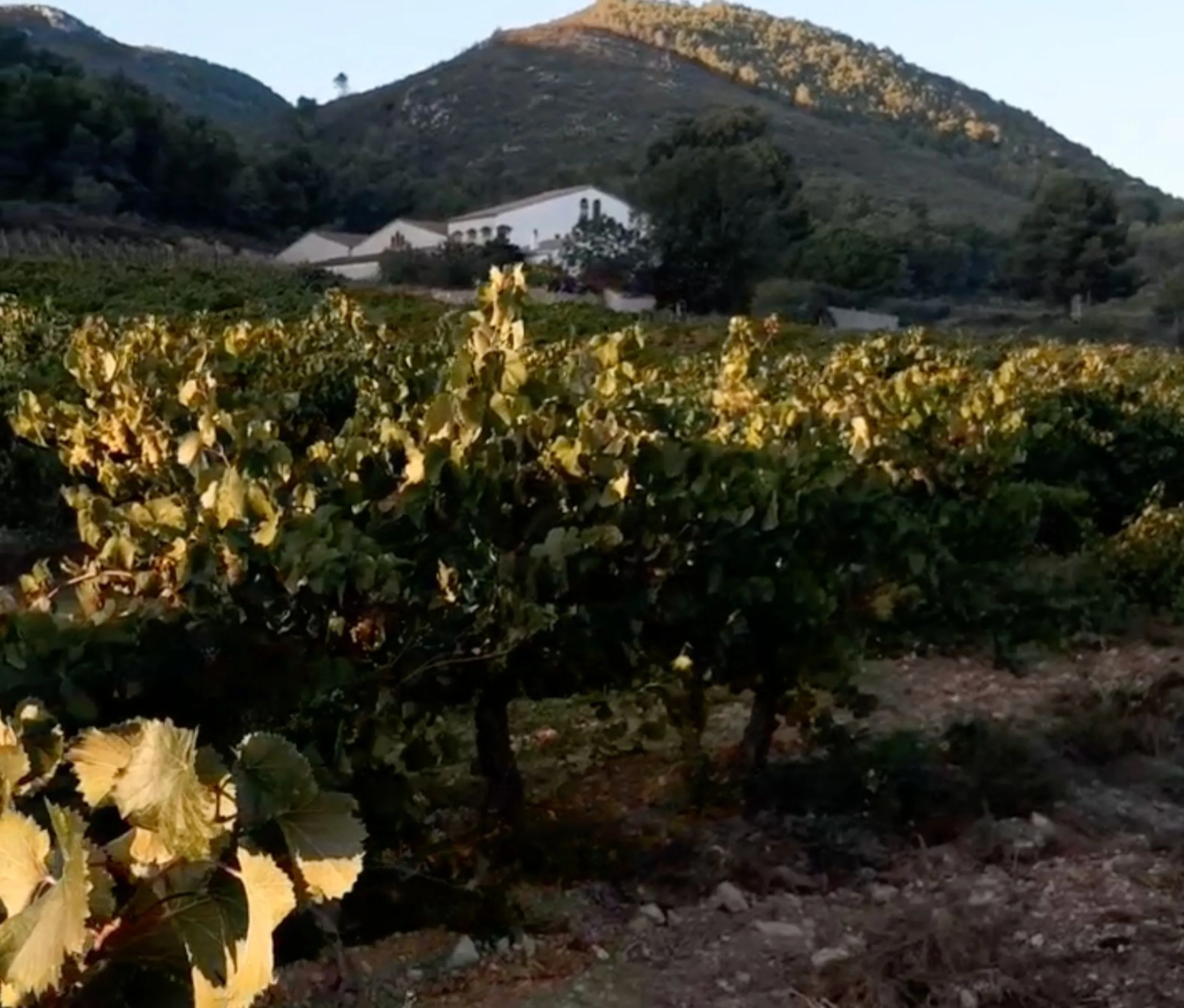 Vinyes de Mas de la Basserola al Pla de Manlleu amb la masia al fons