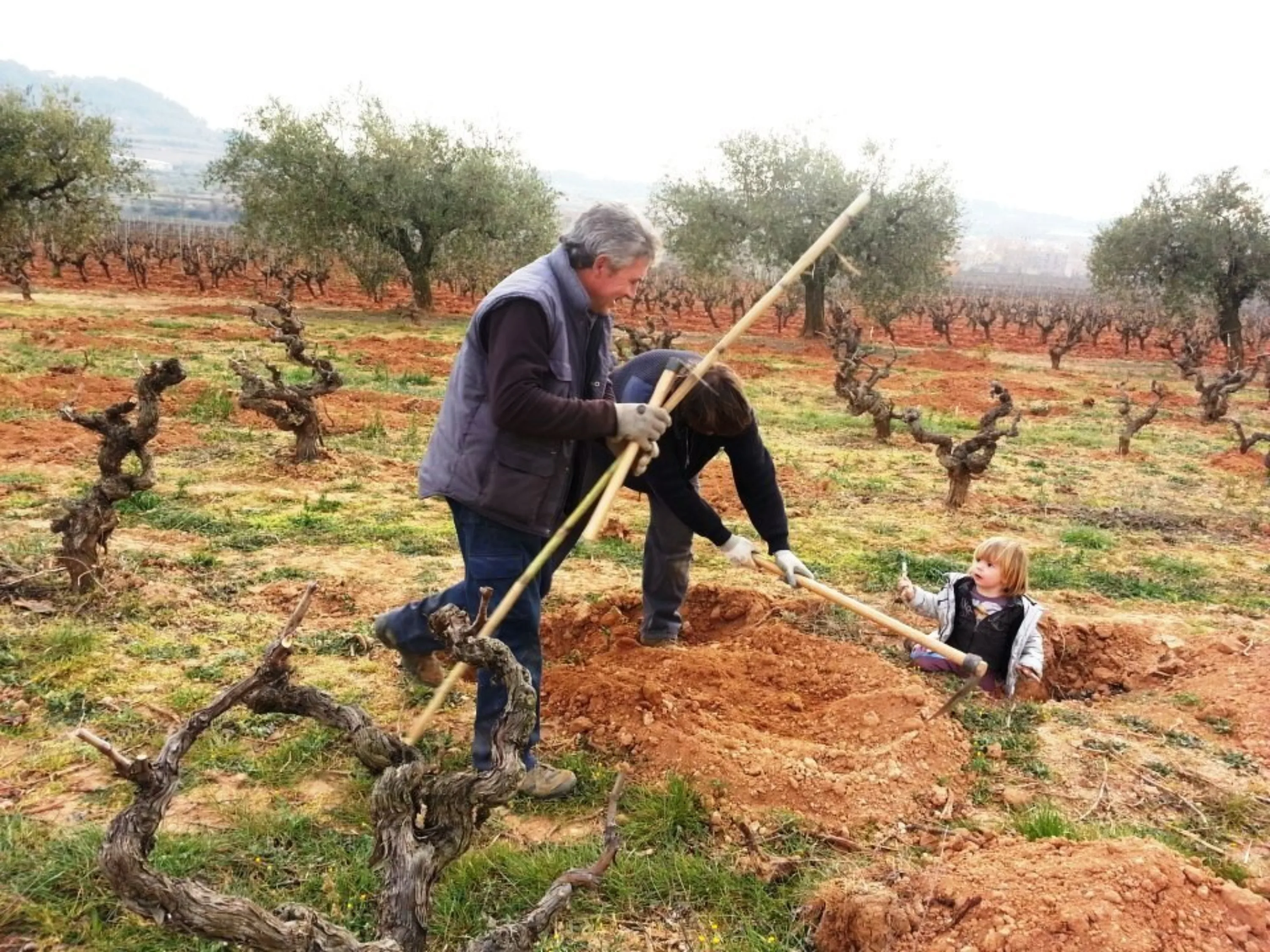 Planting a new vineyard in Penedès