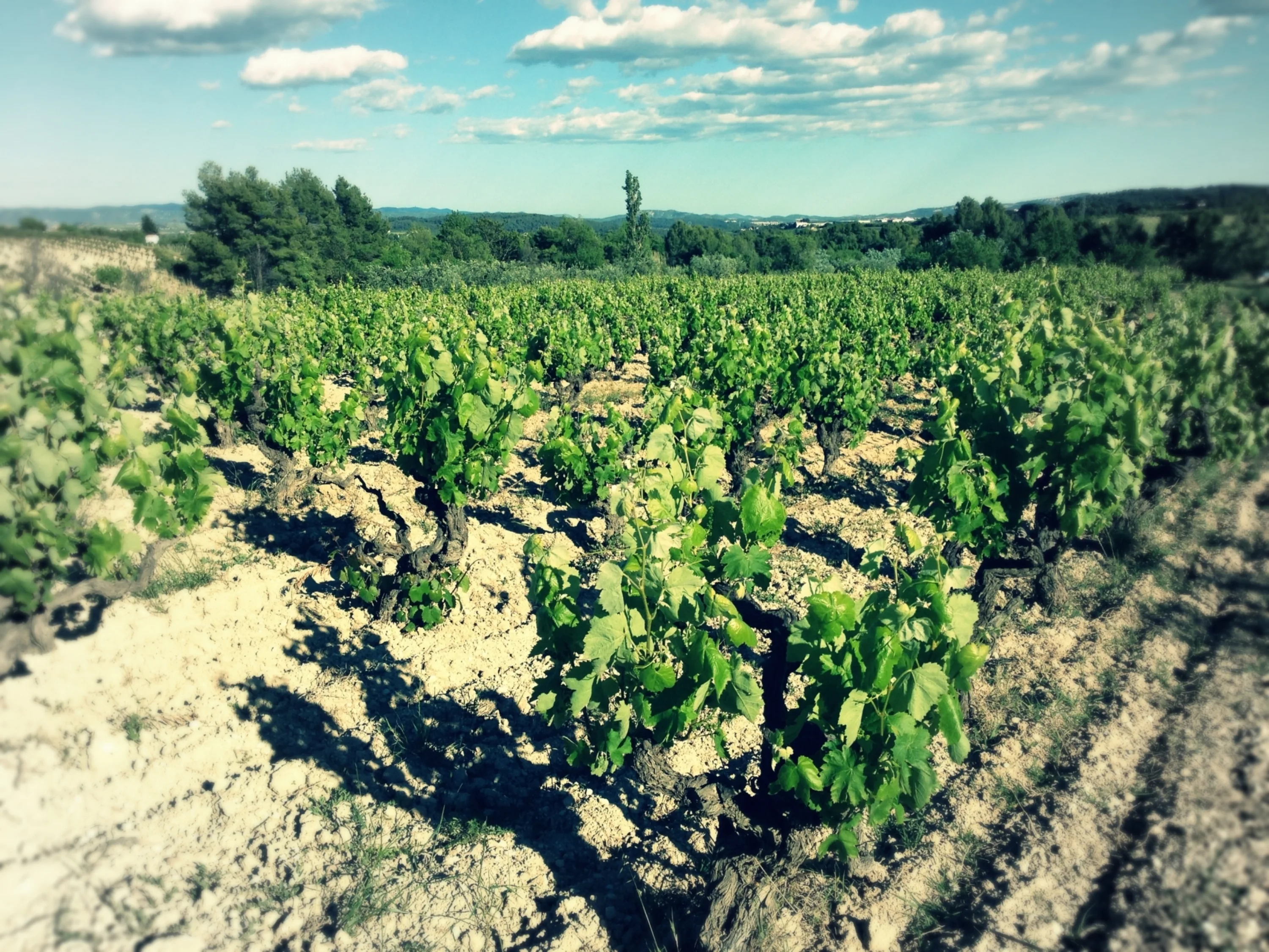 Bush vines in Penedès in summer