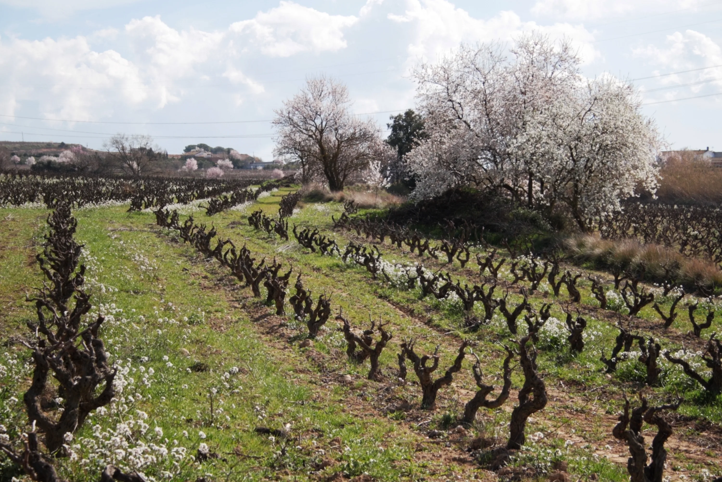 Old vines and almond trees in blossom in winter