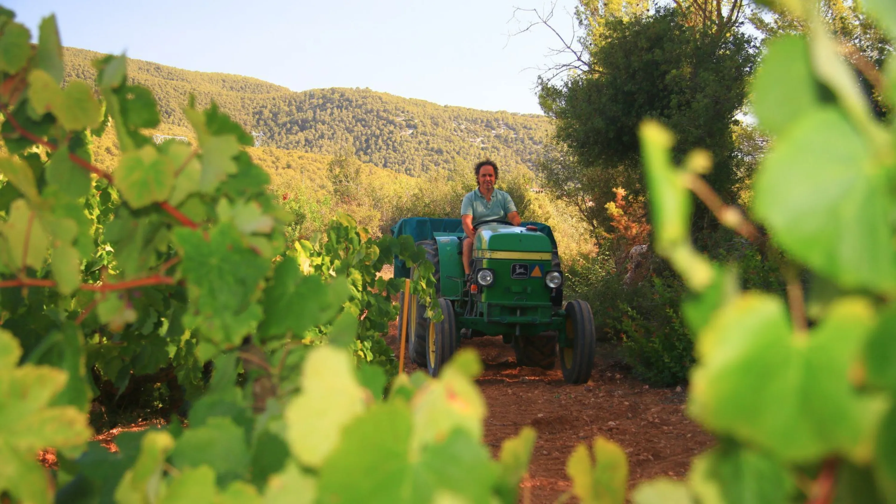 Tractor entre los viñedos durante la vendimia Corpinnat 2024