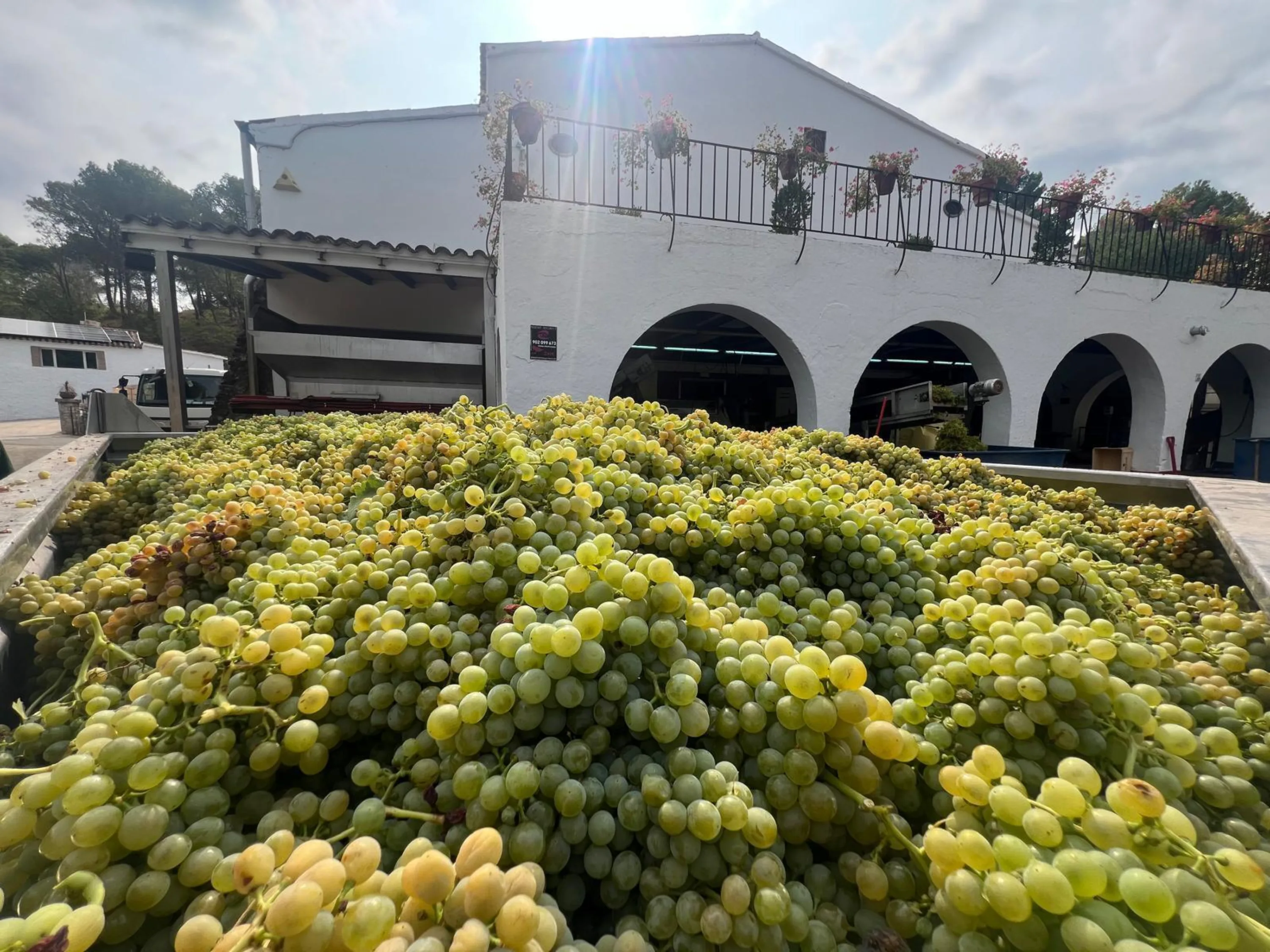 Uva blanca recién llegada a la bodega