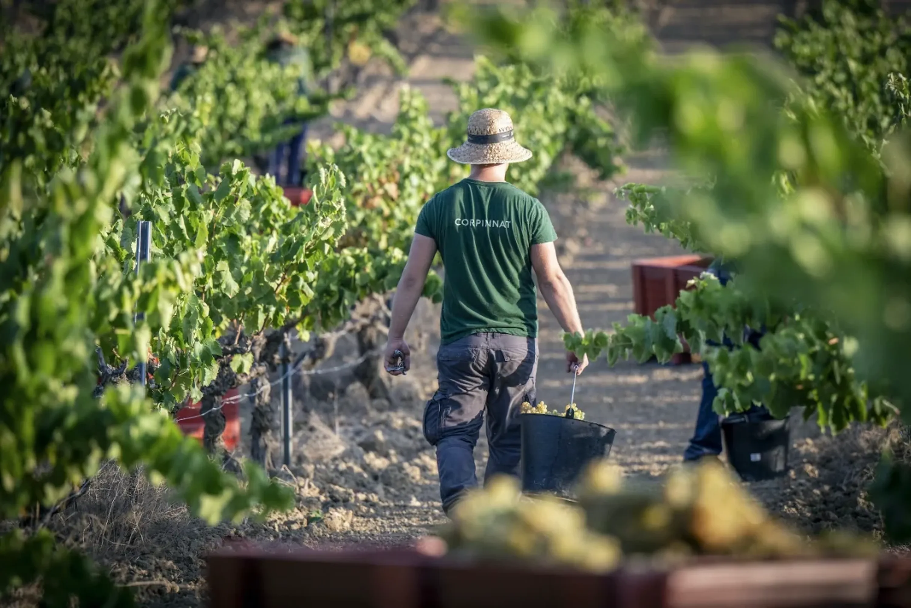 Harvester carrying crates of grapes through the vineyard